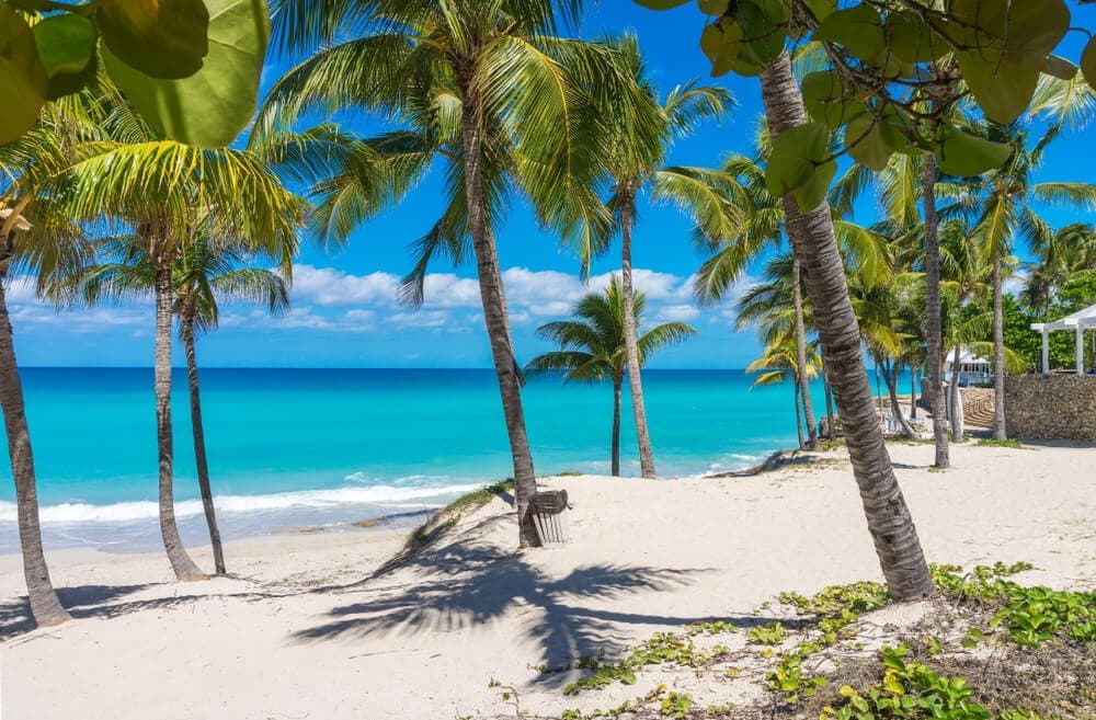 Palm trees on Varadero beach
